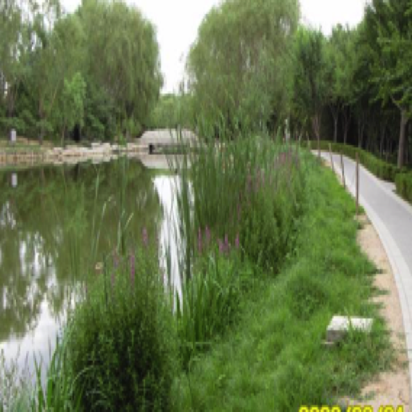 中小河道河流生态修复设计与施工 (2015)
Design & construction for mid-small river
ecological restoration 中小河道河流生态修复设计与施工 (2015)
Design & construction for mid-small river
ecological restoration